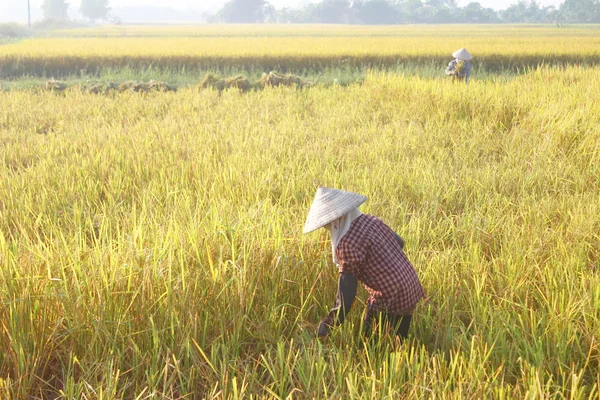 Hai duong, vietnam, september 29: vietnamesische bäuerin ernten — Stockfoto