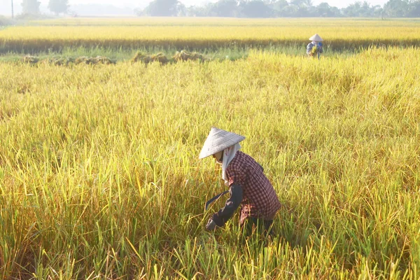 Hai Duong, Wietnam, września, 29: Wietnamskie kobiety rolnik harve — Zdjęcie stockowe