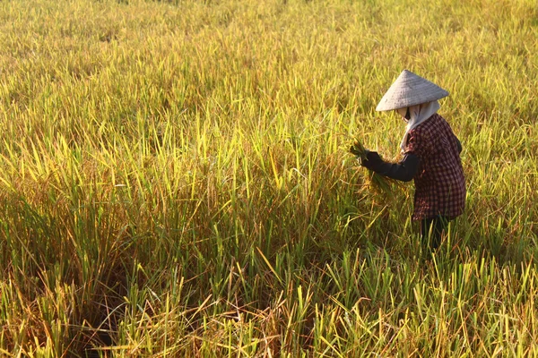 Hai duong, vietnam, september 29: vietnamesische bäuerin ernten — Stockfoto