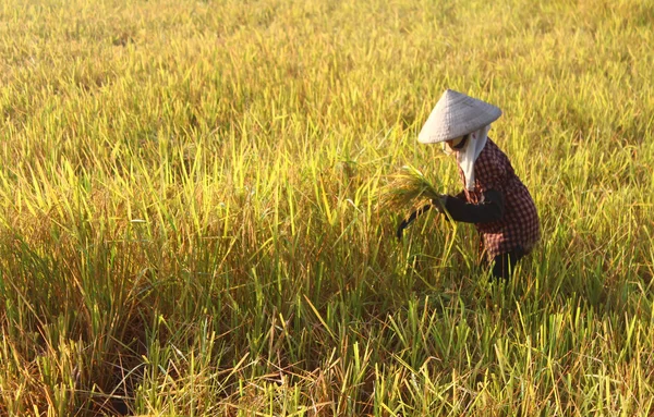 Hai Duong, Vietnam, September, 29: Vietnamesisk kvinna bonden harve — Stockfoto
