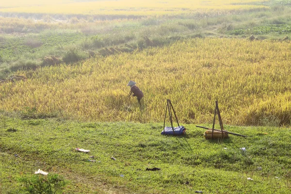 HAI DUONG, VIETNAM, SETEMBRO, 29: agricultora vietnamita harve — Fotografia de Stock