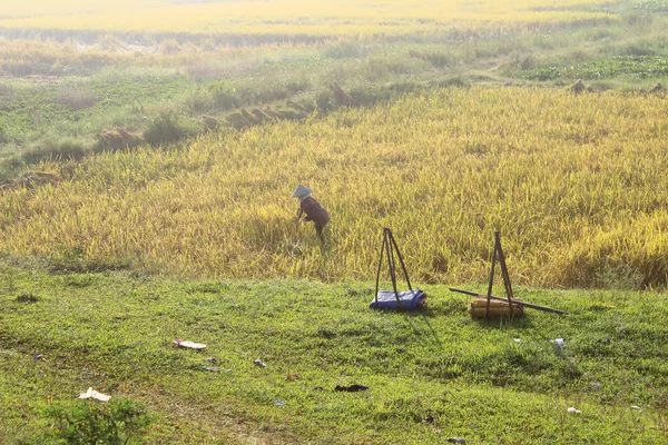 Hai Duong, Vietnam, September, 29: Vietnamesisk kvinna bonden harve — Stockfoto