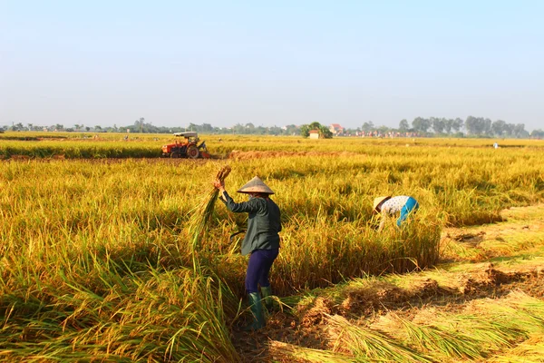 Hai Duong, Wietnam, września, 29: Wietnamskie kobiety rolnik harve — Zdjęcie stockowe