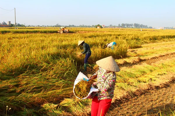 HAI DUONG, VIETNAM, SEPTEMBER, 29: Vietnamese woman farmer harve — Stock Photo, Image