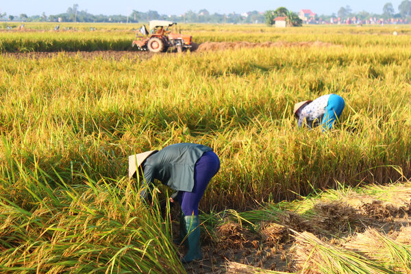 ГАИ-ОНГ, ВИТНАМ, СЕПТЕМ, 29 сентября.
