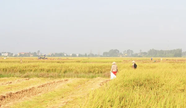 Hai Duong, Vietnam, 29 September: Vietnamese vrouw landbouwer harve — Stockfoto