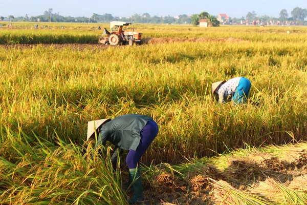 Hai Duong, Vietnam, 29 September: Vietnamese vrouw landbouwer harve — Stockfoto