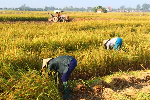 Hai Duong, Vietnam, Eylül, 29: Vietnam kadın çiftçi harve — Stok fotoğraf