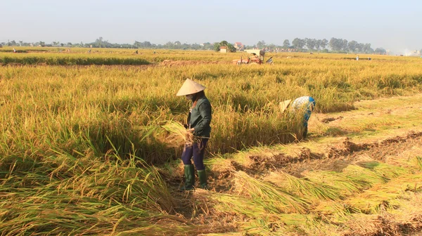 Hai Duong, Vietnam, September, 29: Vietnamesisk kvinna bonden harve — Stockfoto