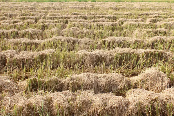 Fälten efter skörd — Stockfoto