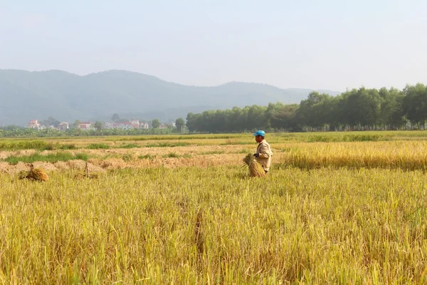 HAI DUONG, VIETNAM, 26 de outubro: Homem não identificado traz pão de arroz — Fotografia de Stock