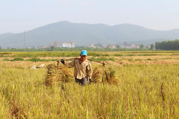 Hai Duong, Wietnam, 26 października: Niezidentyfikowany mężczyzna przynieść ryżu kok — Zdjęcie stockowe