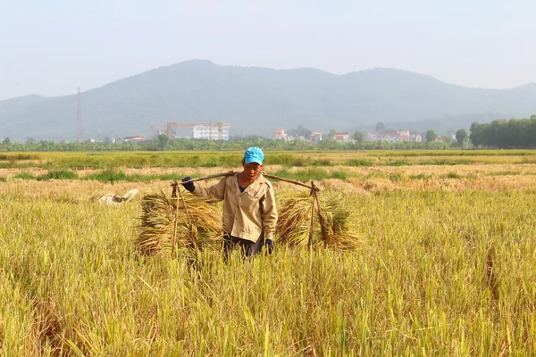 HAI DUONG, VIETNAM, 26 octobre : Un homme non identifié apporte du pain de riz — Photo