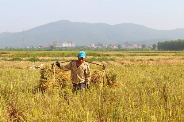 Hai Duong, Vietnam, oktober, 26: Oidentifierad man ta ris bun — Stockfoto