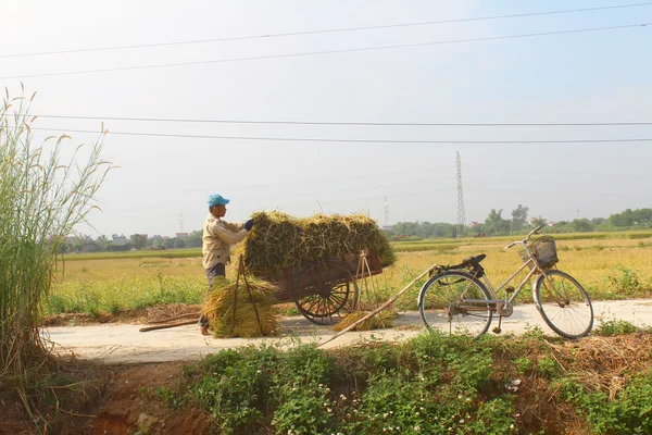 Hai Duong, Wietnam, 26 października: Niezidentyfikowany mężczyzna przynieść ryżu kok — Zdjęcie stockowe