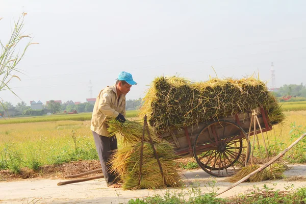 Hai Duong, Vietnam, oktober, 26: Oidentifierad man ta ris bun — Stockfoto