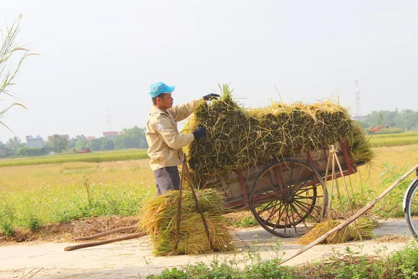 稻田 — 图库照片