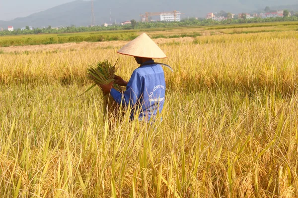 Hai Duong, Wietnam, 26 października: Wietnamskie kobiety rolnik żniwa — Zdjęcie stockowe