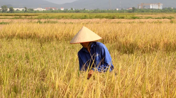 Hai Duong, Vietnam, oktober, 26: Vietnamesisk kvinna bonden skörd — Stockfoto