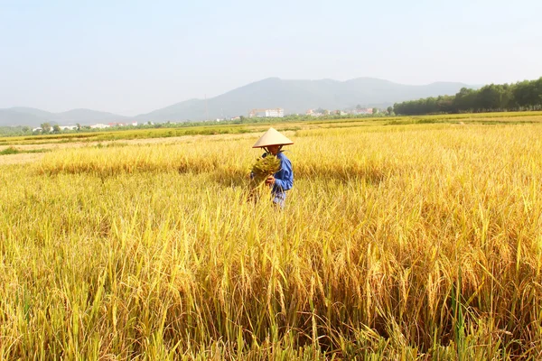 Hai duong, Vietnam, Oktober, 26: vietnamesische Bäuerin erntet — Stockfoto