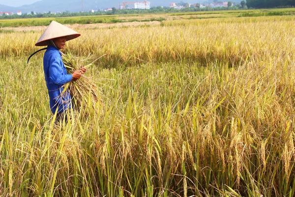 Hai duong, Vietnam, Oktober, 26: vietnamesische Bäuerin erntet — Stockfoto