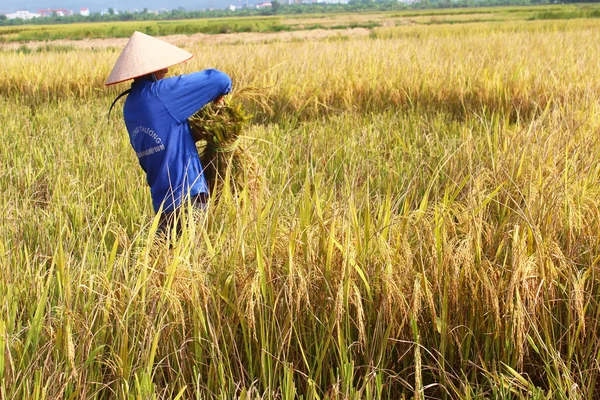 Hai Duong, Vietnam, 26 Ekim: Vietnam kadın Çiftçi hasat — Stok fotoğraf