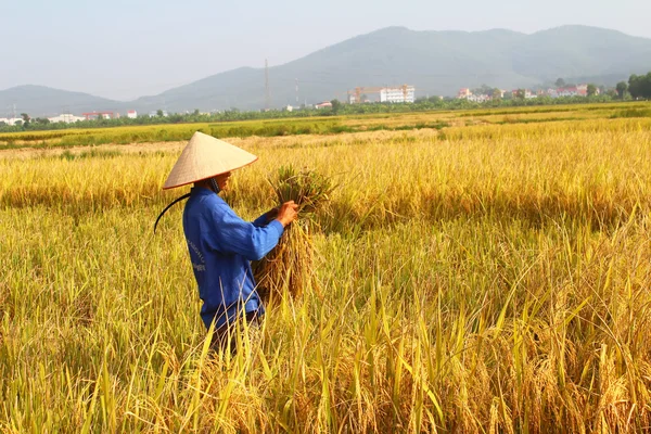 HAI DUONG, VIETNAM, 26 octobre : Une agricultrice vietnamienne récolte — Photo