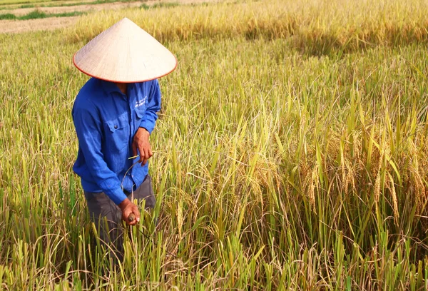 HAI DUONG, VIETNAM, October, 26: Vietnamese woman farmer harvest — Stock Photo, Image