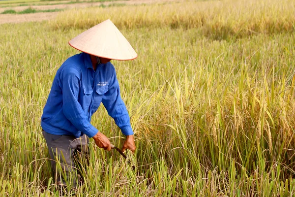 HAI DUONG, VIETNAM, October, 26: Vietnamese woman farmer harvest — Stock Photo, Image