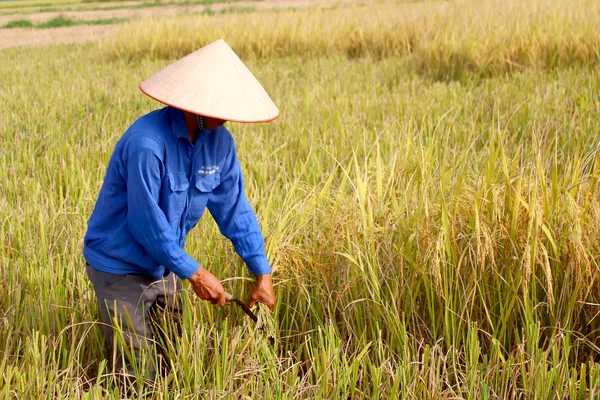 Hai Duong, Vietnam, oktober, 26: Vietnamesisk kvinna bonden skörd — Stockfoto