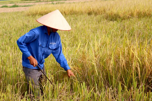 HAI DUONG, VIETNAM, October, 26: Vietnamese woman farmer harvest — Stock Photo, Image