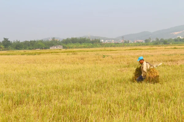 Hai Duong, Vietnam, 26 oktober: Onbekende man brengen rijst broodje — Stockfoto