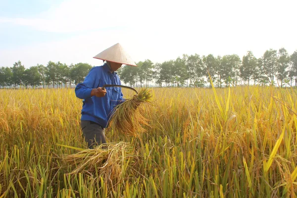 Hai Duong, Vietnam, 26 Ekim: Vietnam kadın Çiftçi hasat — Stok fotoğraf