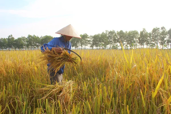 Hai Duong, Vietnam, 26 Ekim: Vietnam kadın Çiftçi hasat — Stok fotoğraf
