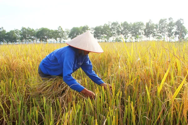 Hai Duong, Wietnam, 26 października: Wietnamskie kobiety rolnik żniwa — Zdjęcie stockowe
