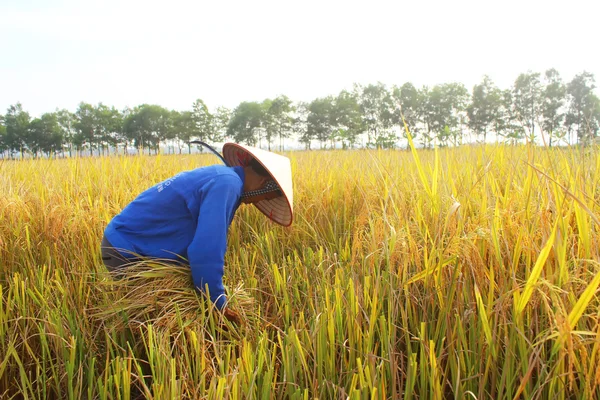 Hai Duong, Vietnam, 26 Ekim: Vietnam kadın Çiftçi hasat — Stok fotoğraf