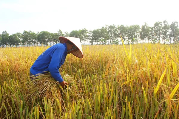 HAI DUONG, VIETNAM, 26 octobre : Une agricultrice vietnamienne récolte — Photo