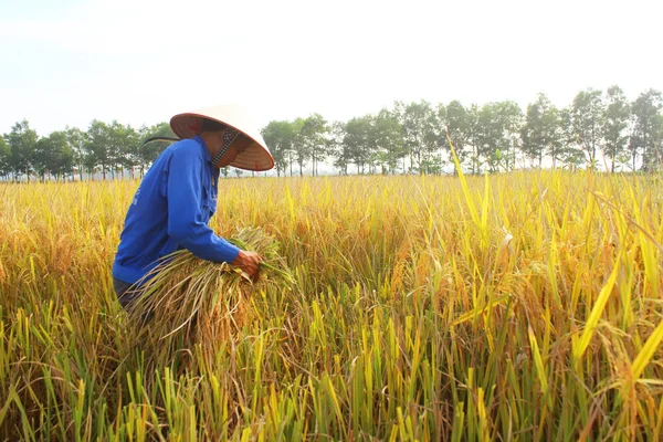 Hai Duong, Vietnam, oktober, 26: Vietnamesisk kvinna bonden skörd — Stockfoto