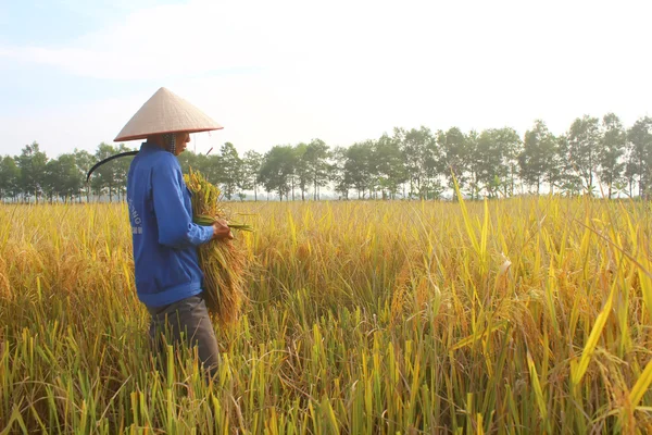 ХАЙ ДУОНГ, ВЬЕТНАМ, 26 октября: Вьетнамская женщина-фермер — стоковое фото