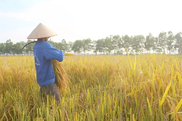 Hai duong, Vietnam, Oktober, 26: vietnamesische Bäuerin erntet — Stockfoto