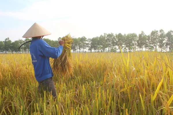 HAI DUONG, VIETNAM, October, 26: Vietnamese woman farmer harvest — Stock Photo, Image