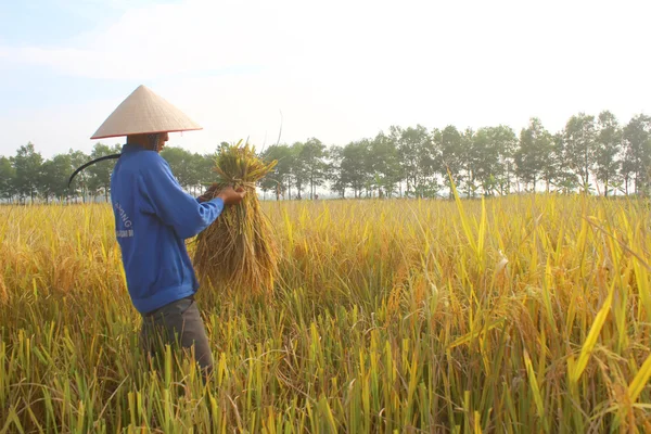 Hai Duong, Vietnam, 26 oktober: Vietnamese vrouw landbouwer oogst — Stockfoto