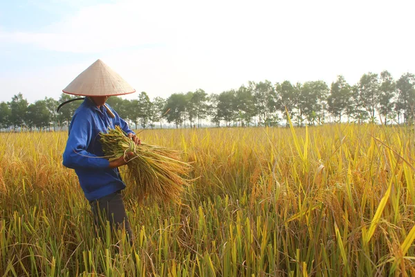 HAI DUONG, VIETNAM, October, 26: Vietnamese woman farmer harvest — Stock Photo, Image