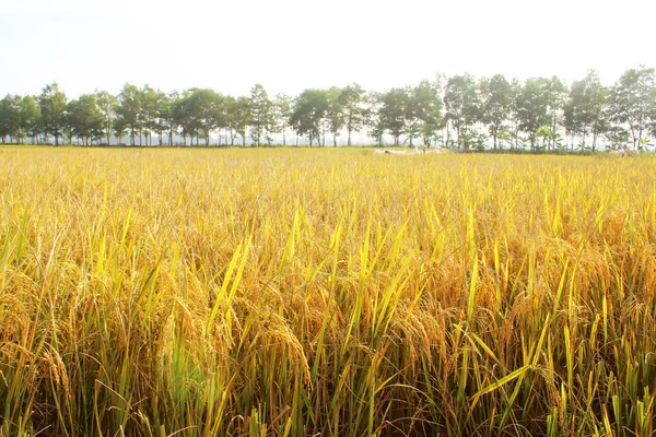 Campo de arroz —  Fotos de Stock