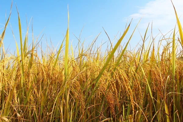 Campo de arroz —  Fotos de Stock