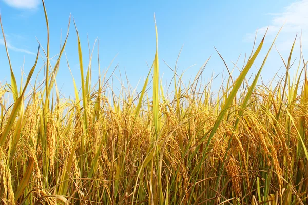 Rice field — Stock Photo, Image