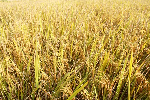 Campo de arroz — Foto de Stock