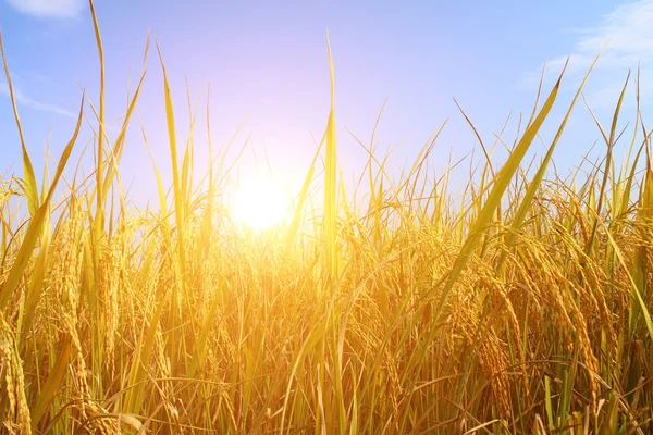 Rice field — Stock Photo, Image