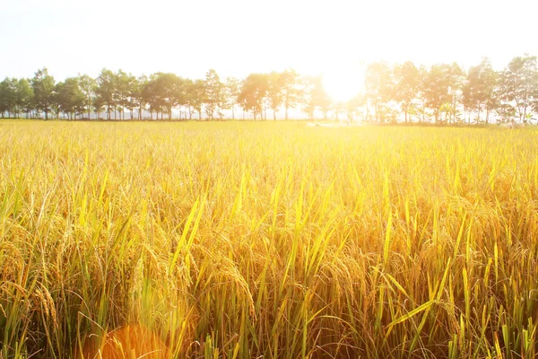 Campos de arroz — Fotografia de Stock