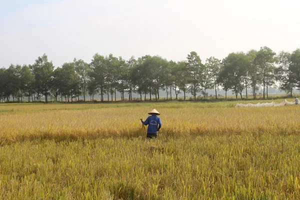 HAI DUONG, VIETNAM, 26 octobre : Une agricultrice vietnamienne récolte — Photo